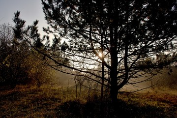 Fototapeta na wymiar Danubian forest at autumn sunrise, Slovakia, Europe