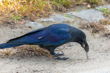 Crow eating Worm