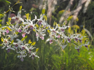 view of white-purple flowers Dendrobium (sonia) Orchid blossom on branches in garden with green...