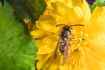 Macro of a wasp bee on a yellow chrysanthemum flower.