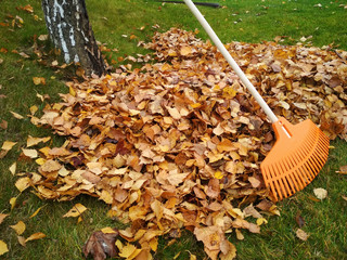Pile of fall leaves with fan rake on lawn