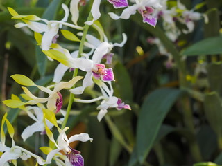 view of white-purple flowers Dendrobium (sonia) Orchid blossom on branches in garden with green...