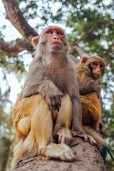 Two adult red face monkeys Rhesus macaque in tropical nature park of Hainan, China. Cheeky monkey in the natural forest area. Wildlife scene with danger animal. Macaca mulatta.