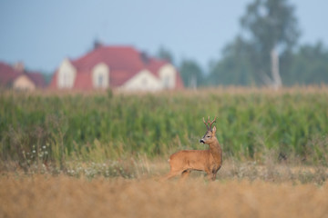Roebuck - buck (Capreolus capreolus) Roe deer - goat