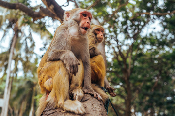 Two adult red face monkeys Rhesus macaque in tropical nature park of Hainan, China. Cheeky monkey in the natural forest area. Wildlife scene with danger animal. Macaca mulatta.