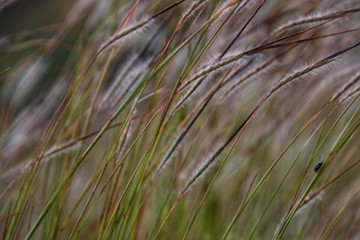 grass in the wind
