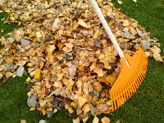 Pile of fall leaves with fan rake on lawn