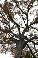 Fototapeta na wymiar 冬の樹木のシルエット