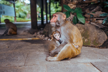 A portrait of the Rhesus macaque mother monkey feeding and protects her cute baby child in tropical nature forest park of Hainan, China. Wildlife scene with danger animal. Macaca mulatta.