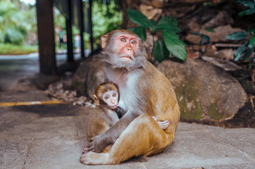 A portrait of the Rhesus macaque mother monkey feeding and protects her cute baby child in tropical nature forest park of Hainan, China. Wildlife scene with danger animal. Macaca mulatta.