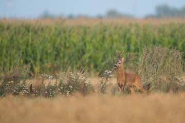 Roebuck - buck (Capreolus capreolus) Roe deer - goat