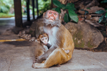 A portrait of the Rhesus macaque mother monkey feeding and protects her cute baby child in tropical nature forest park of Hainan, China. Wildlife scene with danger animal. Macaca mulatta.