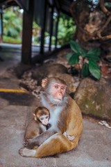 A portrait of the Rhesus macaque mother monkey feeding and protects her cute baby child in tropical nature forest park of Hainan, China. Wildlife scene with danger animal. Macaca mulatta.