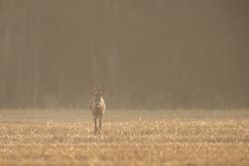 Roebuck - buck (Capreolus capreolus) Roe deer - goat