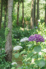 山に咲くアジサイ