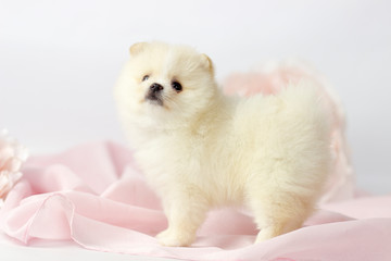 Beautiful Pomeranian spitz puppy on a white and pink background