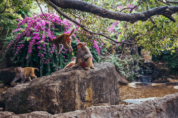 Adult red face monkeys Rhesus macaque in tropical nature park of Hainan, China. Cheeky monkey in the natural forest area. Wildlife scene with danger animal. Macaca mulatta 