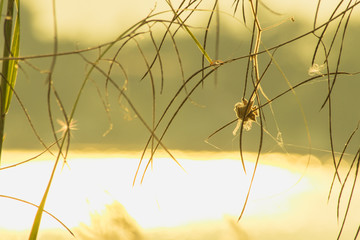 The grass flower in nature abstract background, the sun and flower in nature