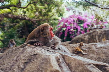 Adult red face monkey pack leader Rhesus macaque in tropical nature park of Hainan, China. Alpha male in the natural forest area. Wildlife scene with danger animal. Macaca mulatta