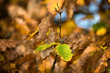 Close up of oak leaves in autumn, Danubian forest, Slovakia, Europe