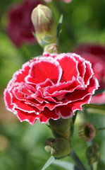 Ile d'Arz au printemps