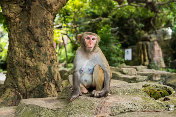 Adult red face monkey Rhesus macaque in tropical nature park of Hainan, China. Cheeky monkey in the natural forest area. Wildlife scene with danger animal. Macaca mulatta copyspace