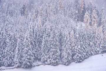 Fototapeta na wymiar Winter landscape in the town of Neustift in the Stubai Valley in Austria. Snowy trees after heavy snowfall