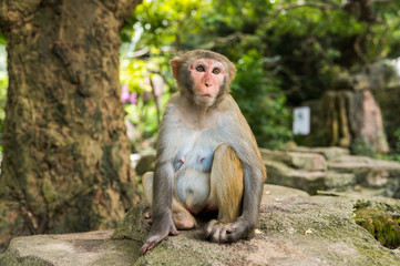 Adult red face monkey Rhesus macaque in tropical nature park of Hainan, China. Cheeky monkey in the natural forest area. Wildlife scene with danger animal. Macaca mulatta copyspace