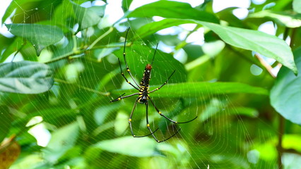 An undefined Giant Spider within the Kuang Si Falls in Luang Prabang, Laos