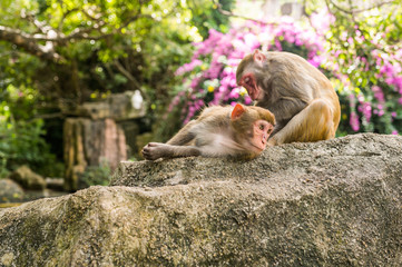 Naklejka premium Two adult red face monkeys Rhesus macaque grooming each other in tropical nature park of Hainan, China. Cheeky monkey in the natural forest area. Wildlife scene with danger animal. Macaca mulatta.
