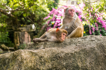 Two adult red face monkeys Rhesus macaque grooming each other in tropical nature park of Hainan, China. Cheeky monkey in the natural forest area. Wildlife scene with danger animal. Macaca mulatta.