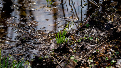 Schneeglöckchen im Moor