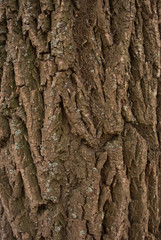 Bark texture of an old oak tree