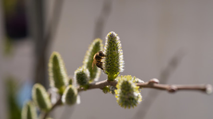 Biene auf einem Weidenkätzchen