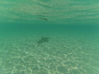Fototapeta na wymiar Baby shark in green ocean