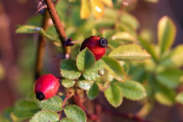 Close up of fruit of dog rose in autumn, Danubian forest, Slovakia, Europe