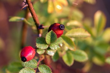 Close up of fruit of dog rose in autumn, Danubian forest, Slovakia, Europe