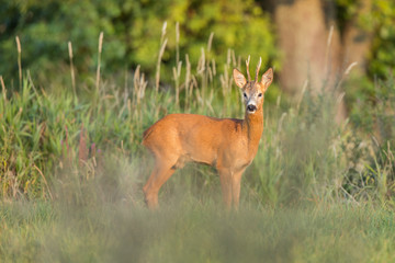 Roebuck - buck (Capreolus capreolus) Roe deer - goat