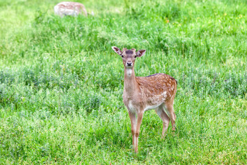 A young deer looks at the camera in spring, in Karlovo, Bulgaria