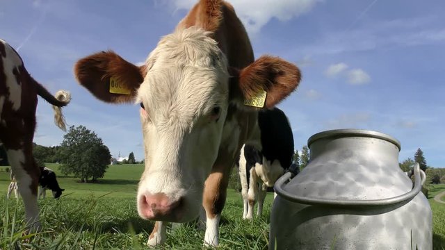 K&uuml;he auf der Wiese (Simmentaler Fleckvieh), im Vordergrund eine Milchkanne