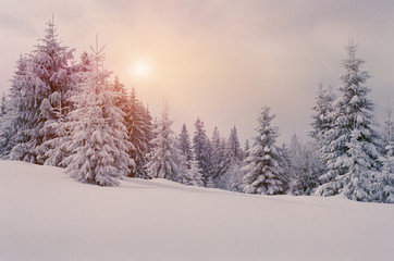 Obraz premium Winter fairytale in fir forest in Carpathians