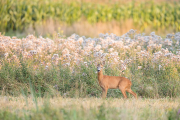 Roebuck - buck (Capreolus capreolus) Roe deer - goat