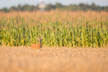 Roebuck - buck (Capreolus capreolus) Roe deer - goat © szczepank