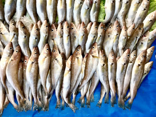 Haddock Fish For Sale at Turkish Market Bazaar.