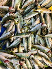 Fresh Mackerel Fish in Market for Sale.