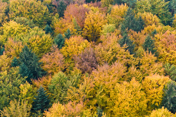 Naklejka premium Herbstwald