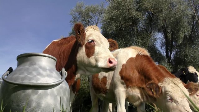 Kühe auf der Wiese (Simmentaler Fleckvieh), im Vordergrund eine Milchkanne