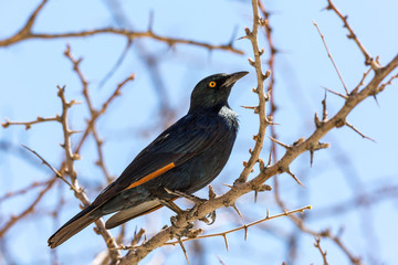 Pale-winged starling (Onychognathus nabouroup) sitting on a branch, Namibia