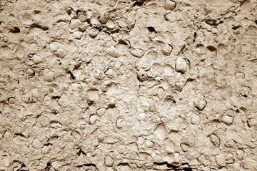 Shell rock stone close-up in brown tone.