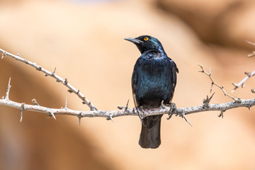 Pale-winged starling (Onychognathus nabouroup) sitting on a branch, Namibia